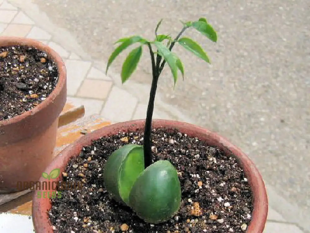 20 Seeds - Moreton Bay Fig Tree Ficus Macrophylla Grow Indoor & Outdoor Rare For Gardening