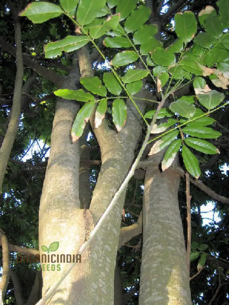 20 Seeds - Moreton Bay Fig Tree Ficus Macrophylla Grow Indoor & Outdoor Rare For Gardening