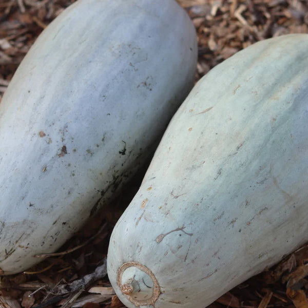 SQUASH SIBLEY Seeds - Premium Seeds for Your Garden