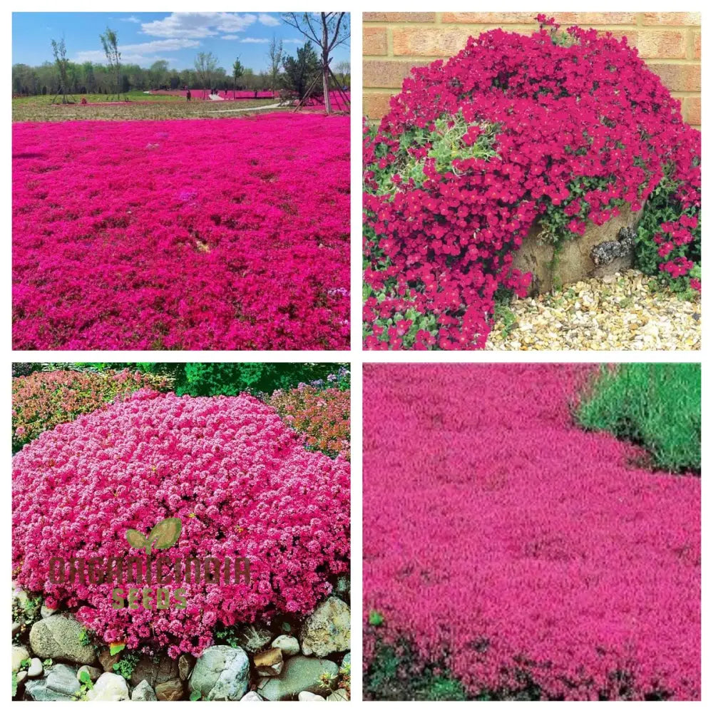 200 + Seeds - Magic Red Creeping Thyme For Planting | Heirloom Perennial Flower Home Garden Ideal