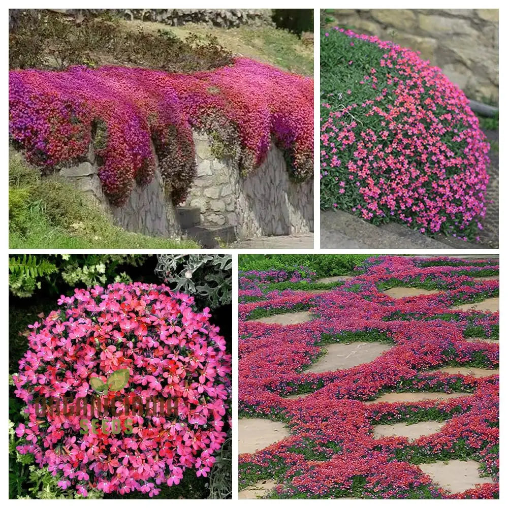 200 + Seeds - Magic Red Creeping Thyme For Planting | Heirloom Perennial Flower Home Garden Ideal