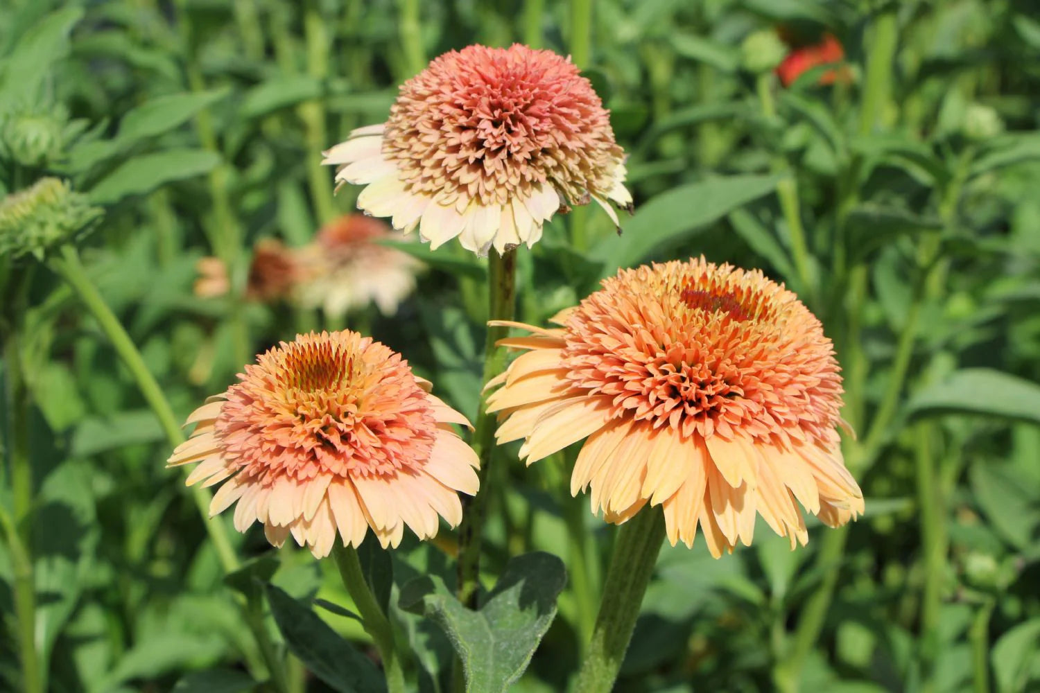 Echinacea 'Supreme Cantaloupe' Blumensamen - leuchtend orange-roter Sonnenhut