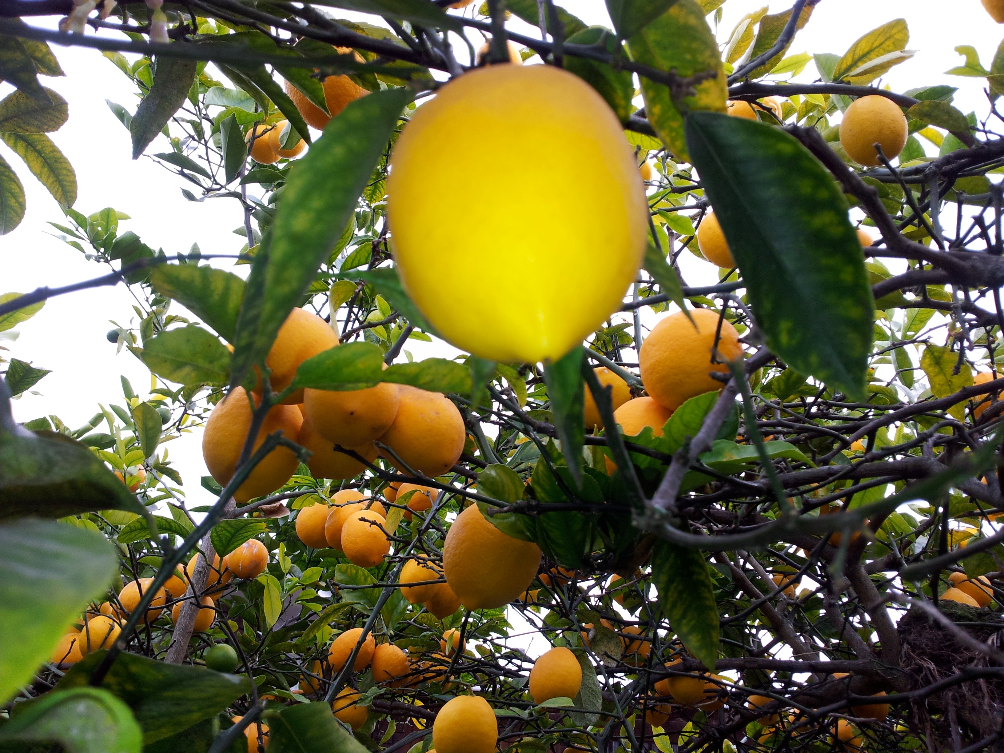 Villafranca Lemon Seeds for Planting – Grow Classic Citrus Trees at Home