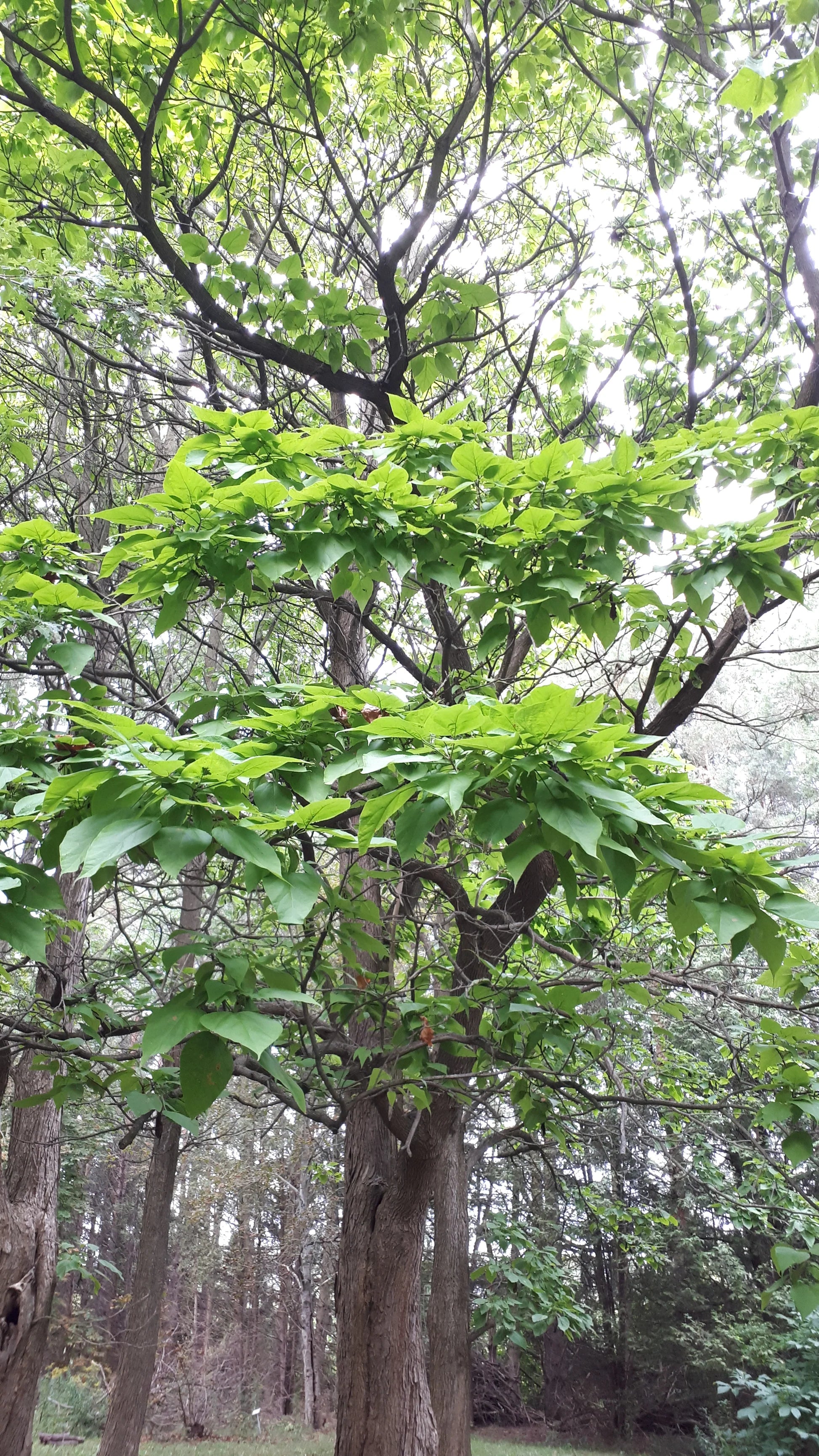 "Southern Catalpa Tree Seeds, Planting - 100 pcs" - Plant Seeds