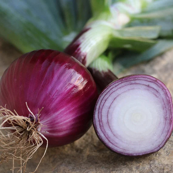 "Ruby Red Onion Seeds, Planting - 100 pcs" - Vegetable Seeds