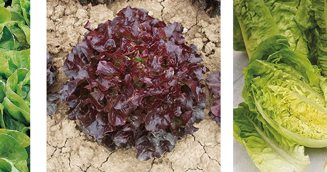 Lettuce - Navara (Split Pills) Vegetable Seeds for Planting, High-Quality Lettuce Navara Seeds, Easy to Grow for Your Vegetable Garden