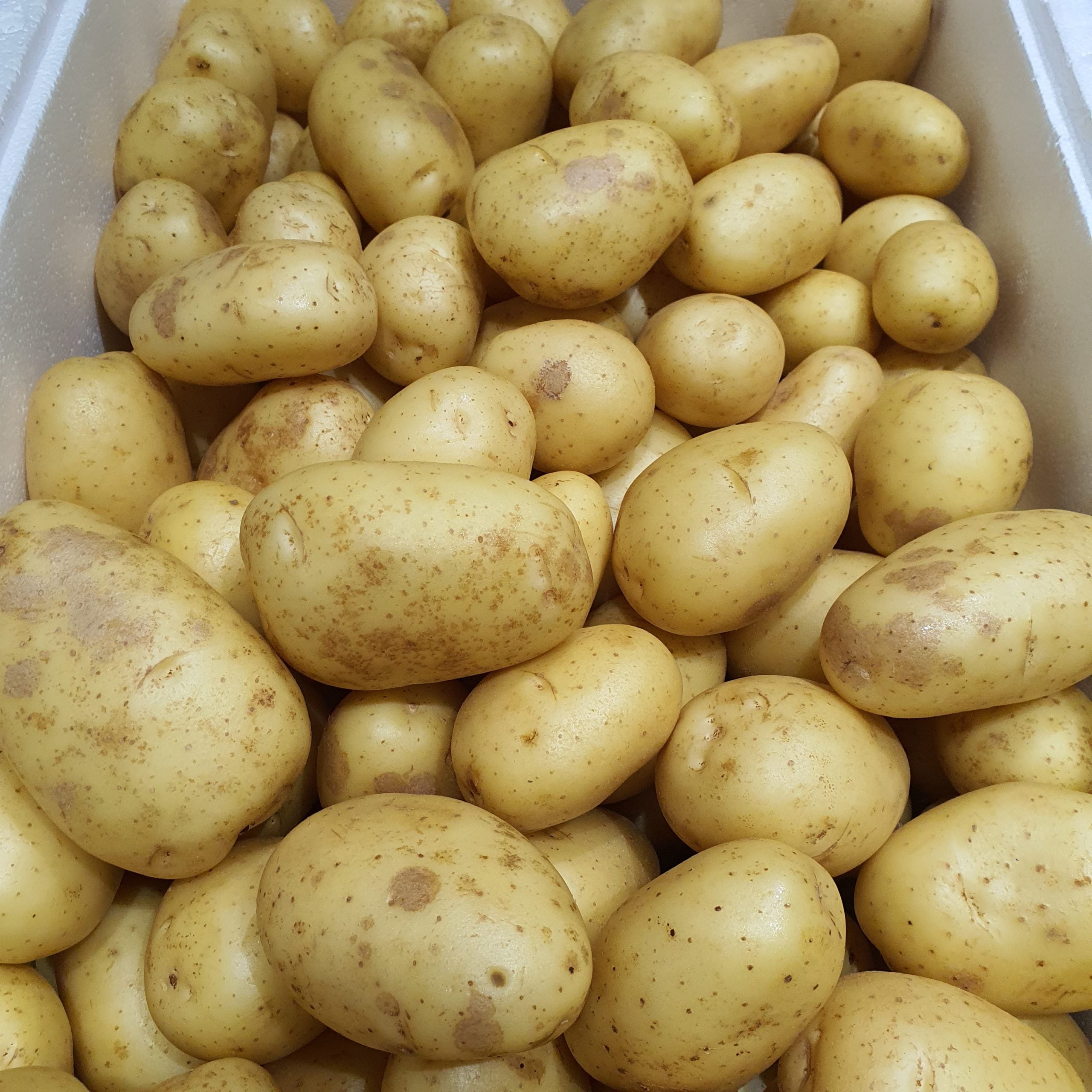 Graines de légumes de pommes de terre Vivaldi, graines de légumes à faible teneur en calories et à texture crémeuse pour le jardinage à domicile