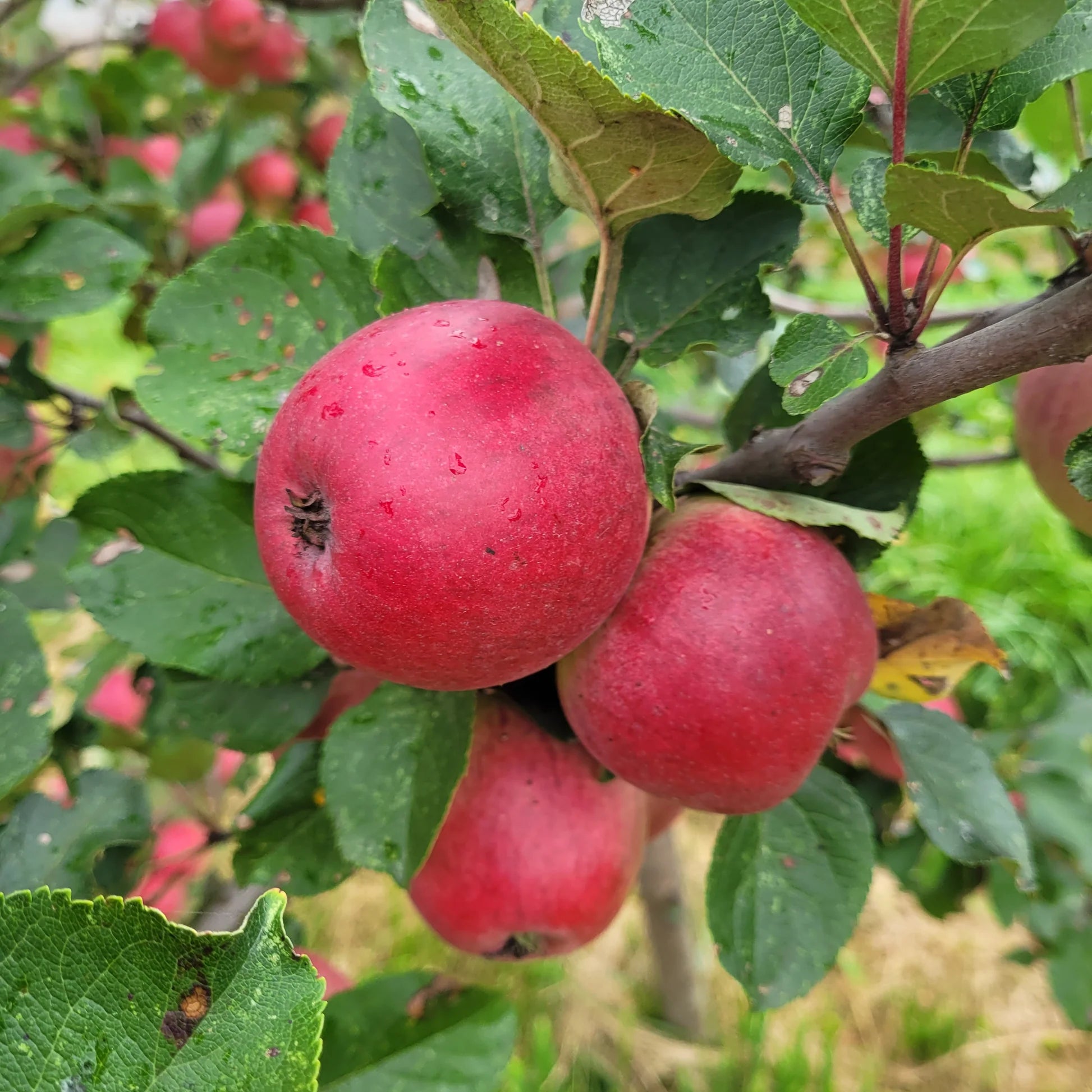 Yarlington Mill Apple Seeds for Planting – Rich, Sweet & Aromatic Cider Apples