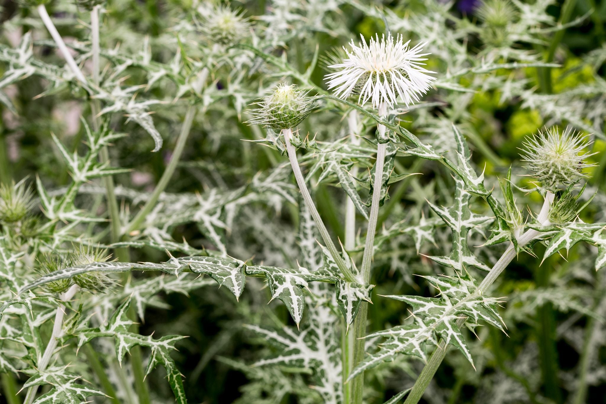 Galactites Tomentosa Alba Samen - Weiße Sternenblumen für Gartenränder und Steingärten - Jetzt kaufen und einzigartige botanische Schönheit genießen 