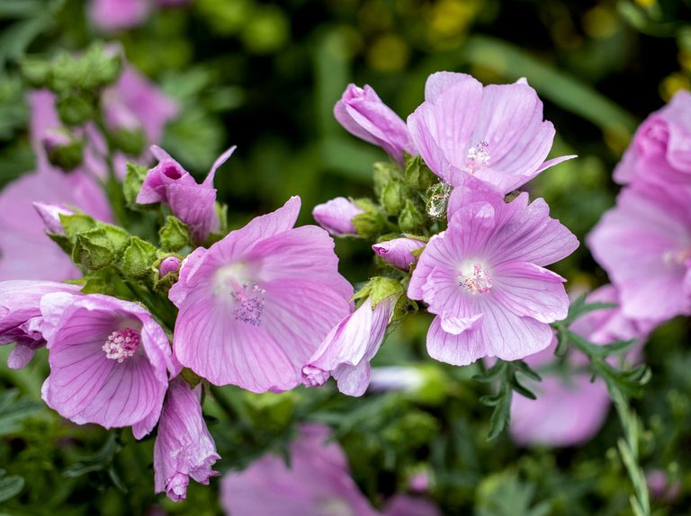 The Mallow Musk Flower Seeds For Planting: Premium Floral Fragrance for Blooming Beauties - A Gardener's Delight in Every Petal