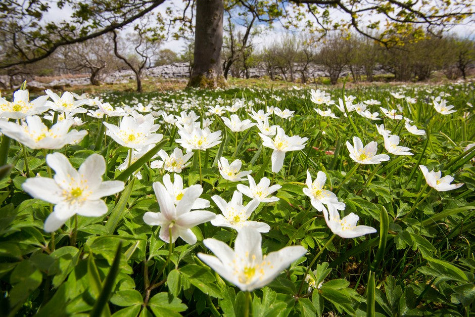 Wood Anemone (Anemone nemorosa) Seeds For Planting, Delicate Spring-Blooming Perennial for Shade Gardens, Ideal for Woodland Landscapes and Naturalizing in Moist, Well-Drained Soils