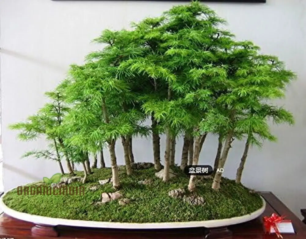 20Pcs Green Juniper Bonsai Tree Seeds Fresh Pack Of 20 Bulk