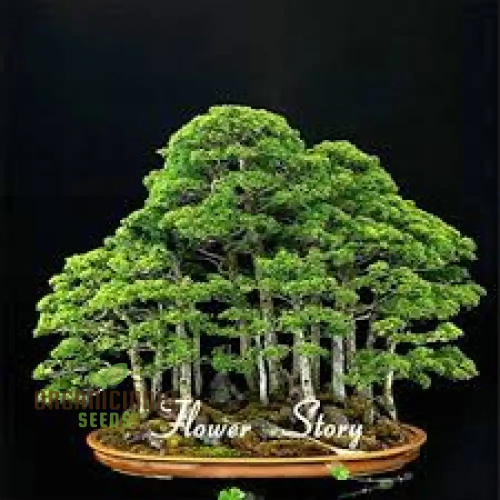 20Pcs Green Juniper Bonsai Tree Seeds Fresh Pack Of 20 Bulk