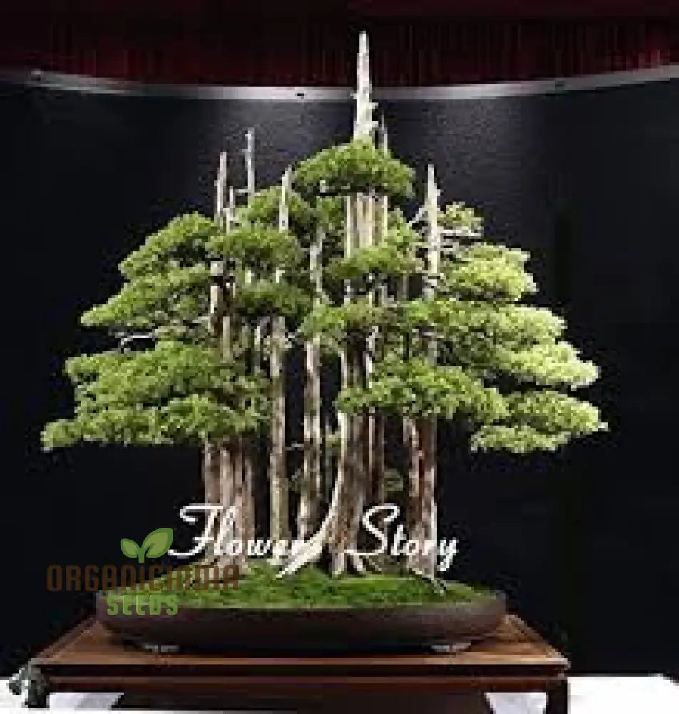 20Pcs Green Juniper Bonsai Tree Seeds Fresh Pack Of 20 Bulk