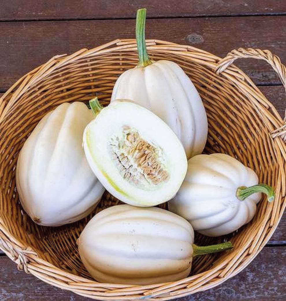 Graines hybrides F1 de courge « Mashed Potatoes » – Variété de jardinage à haut rendement, facile à cultiver, parfaite pour les jardiniers amateurs