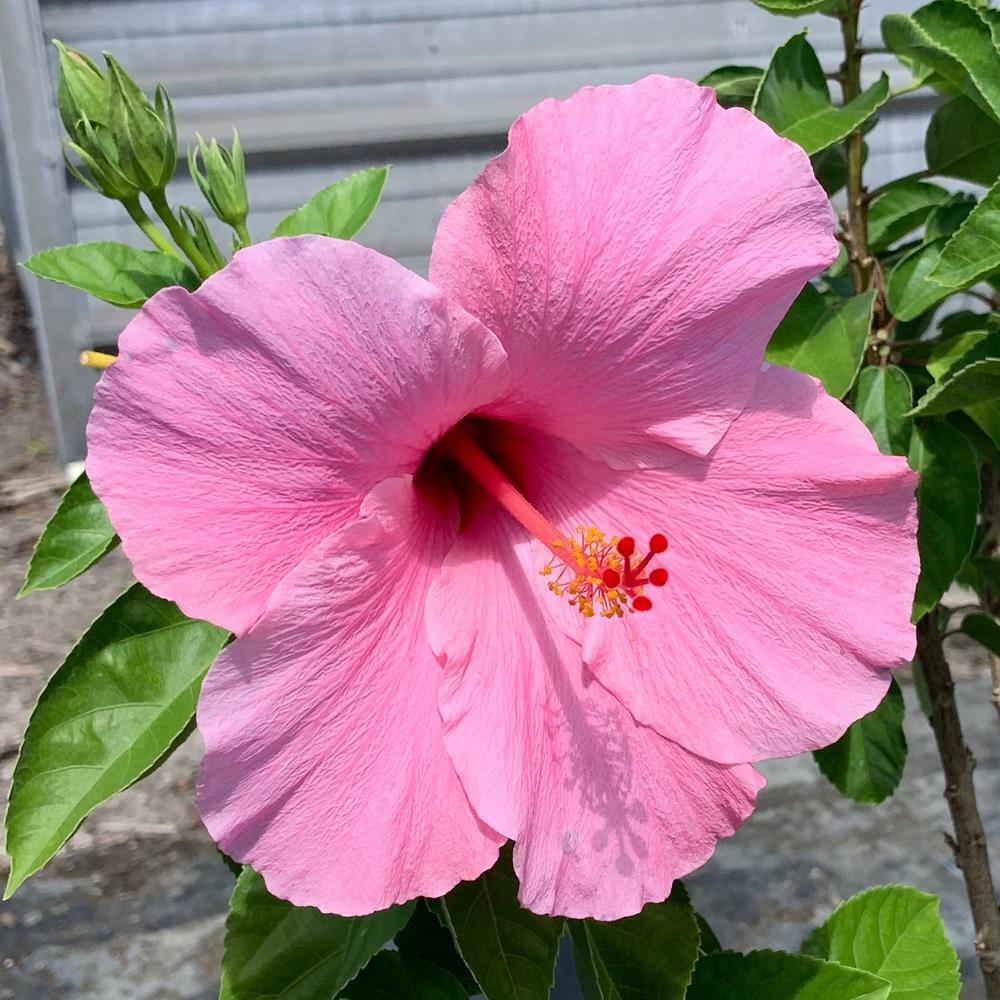 "Salmon Pink Hibiscus Seeds, Planting - 100 pcs" - Flower seeds