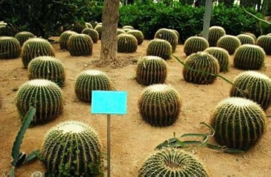 Echinocactus Grusonii Golden Barrel Cactus Seeds for Planting - 100 pcs - Plant Seeds