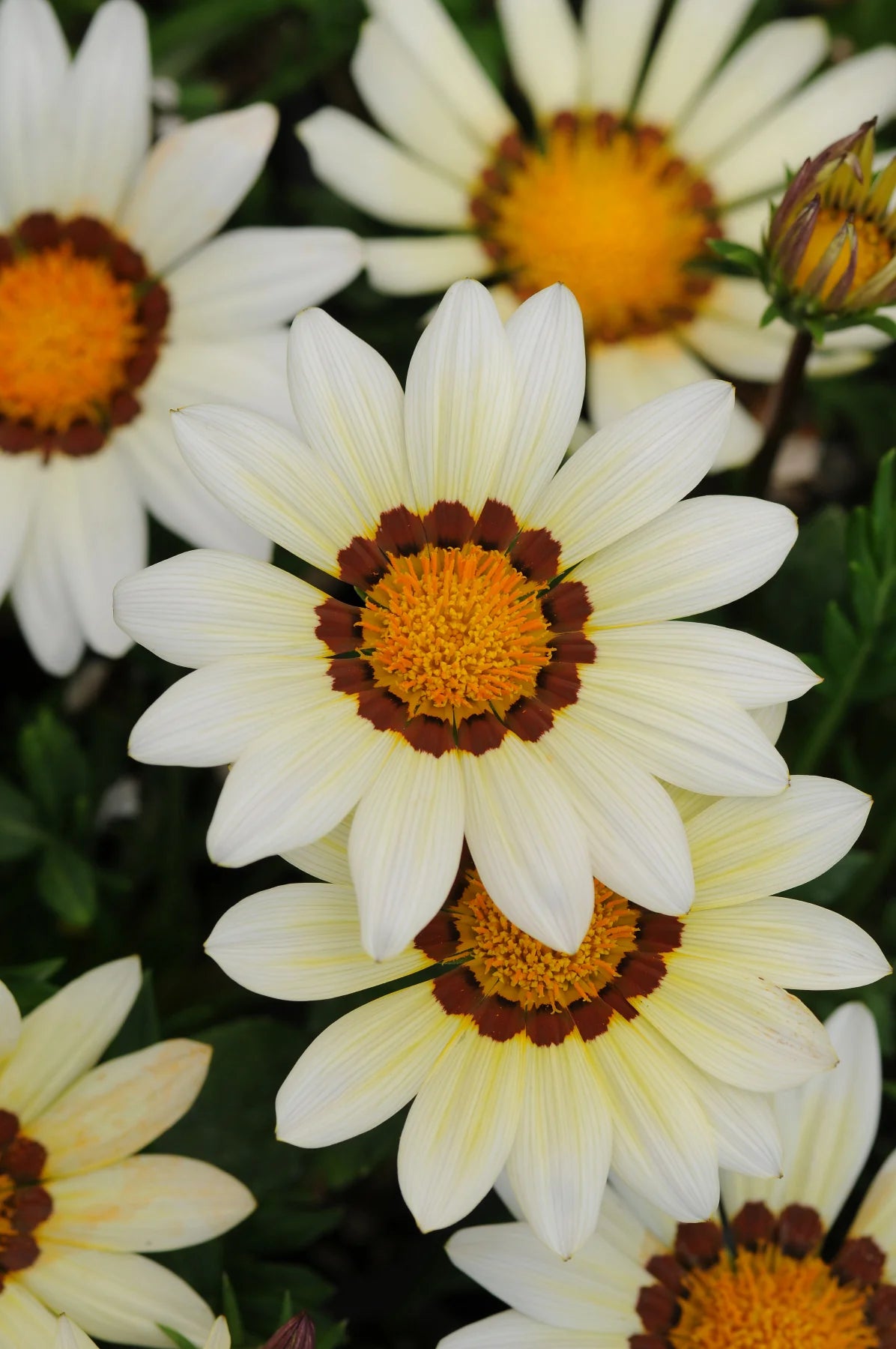 "Gazania Daybreak Series White Flower Seeds, Planting - 100 pcs" - Flower seeds