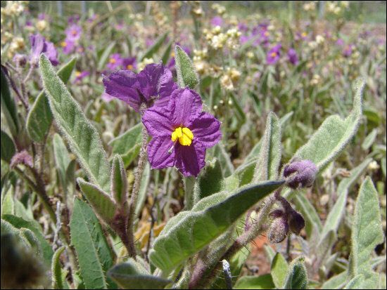 Wild Tomato WILDFLOWER Seeds for Gardening Enthusiasts - Organic Heirloom Varieties for Home Gardeners and Planting Enthusiasts