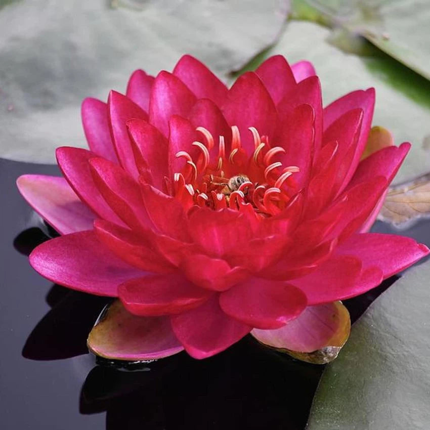 Red Lotus Flower Seeds for Planting - 100 pcs - Flower seeds