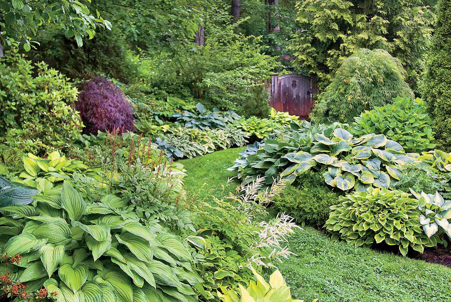 Hosta Mix Plant Seeds – Vibrant Hardy Perennials for Shade, Easy to Grow & Maintain