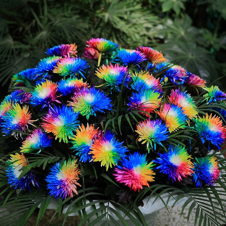 Rainbow Gerberas Exotic Flower Seeds for Planting, Cultivating a Stunning Array of Colorful Blooms in Your Garden