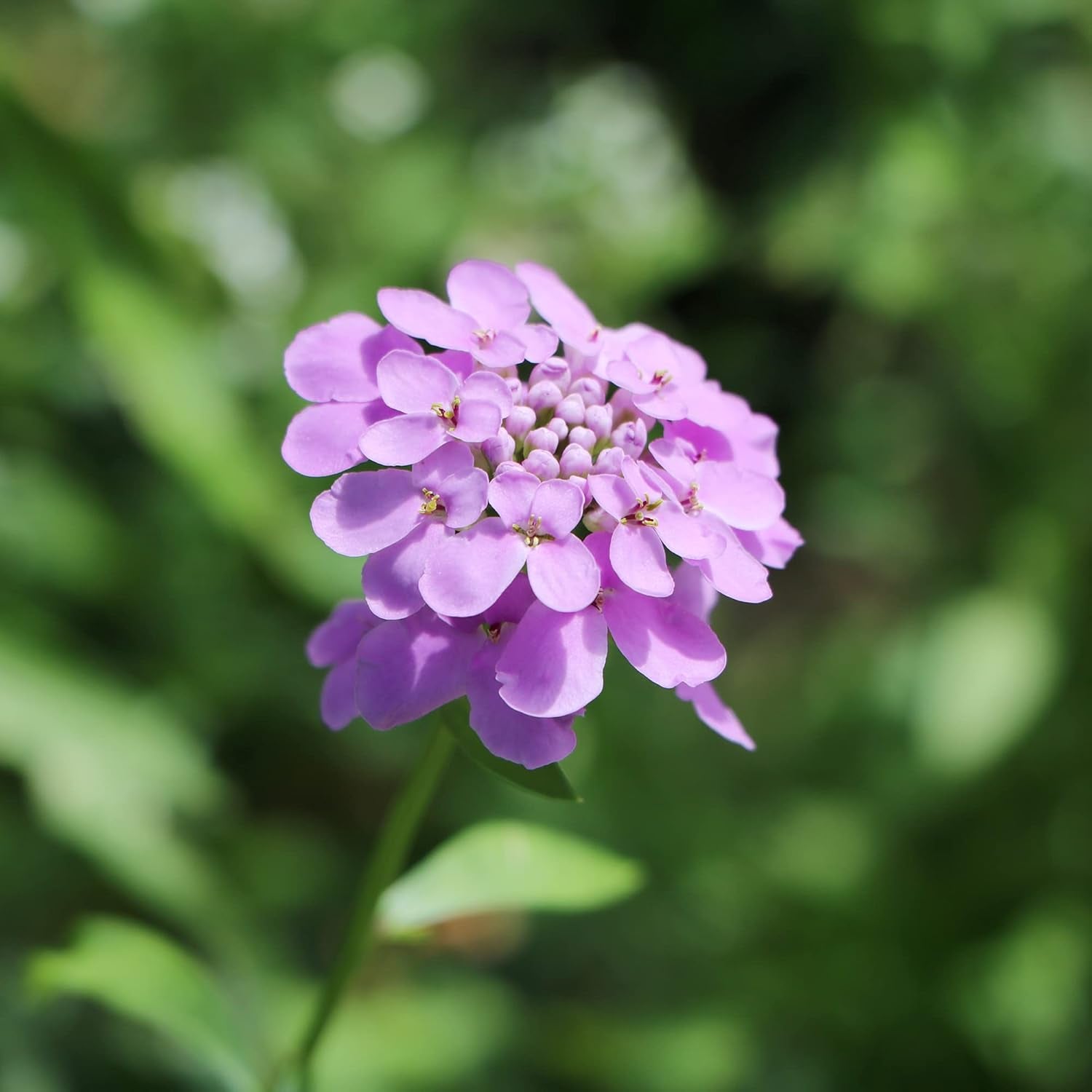 Candytuft Seeds Perennial - Attracts Pollinators, Deer & Rabbit Resistant, Drought Tolerant, Evergreen Ground Cover for Edging, Patio & Outdoor Containers - 2000 Pcs