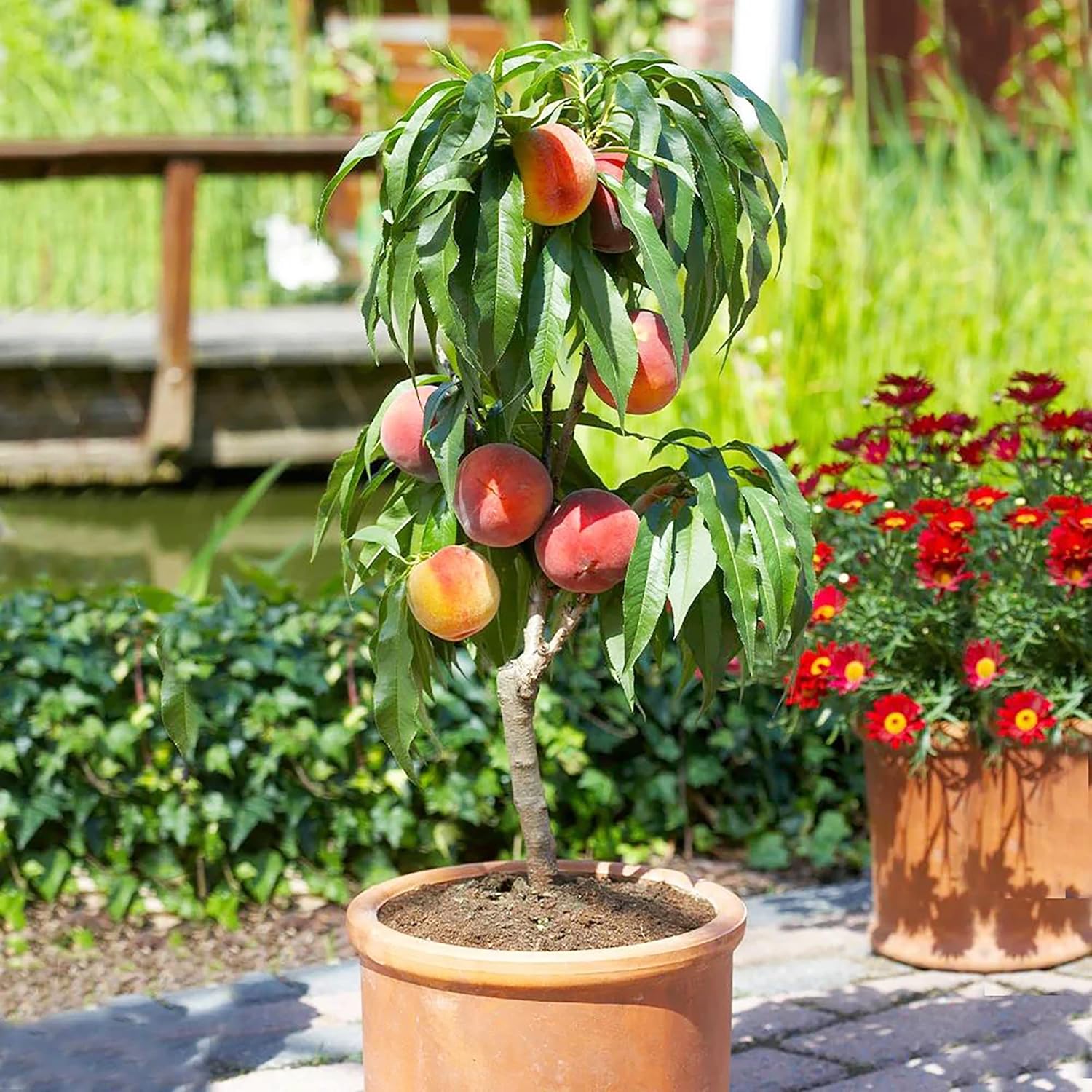 Zwergpfirsichbaumsamen - gentechnikfreie Obstbaumsamen für kleine Gärten, Terrassen, Balkone und den Innenanbau - 10 Stück