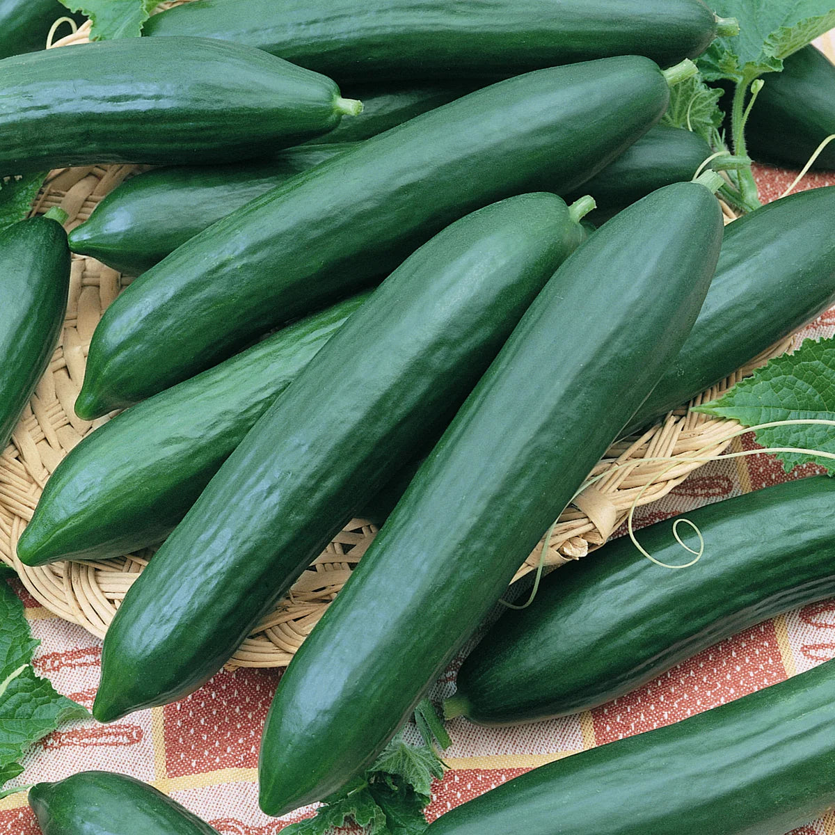 Tendergreen Cucumber Seeds – High-Yield, Smooth Skin, Heirloom Variety