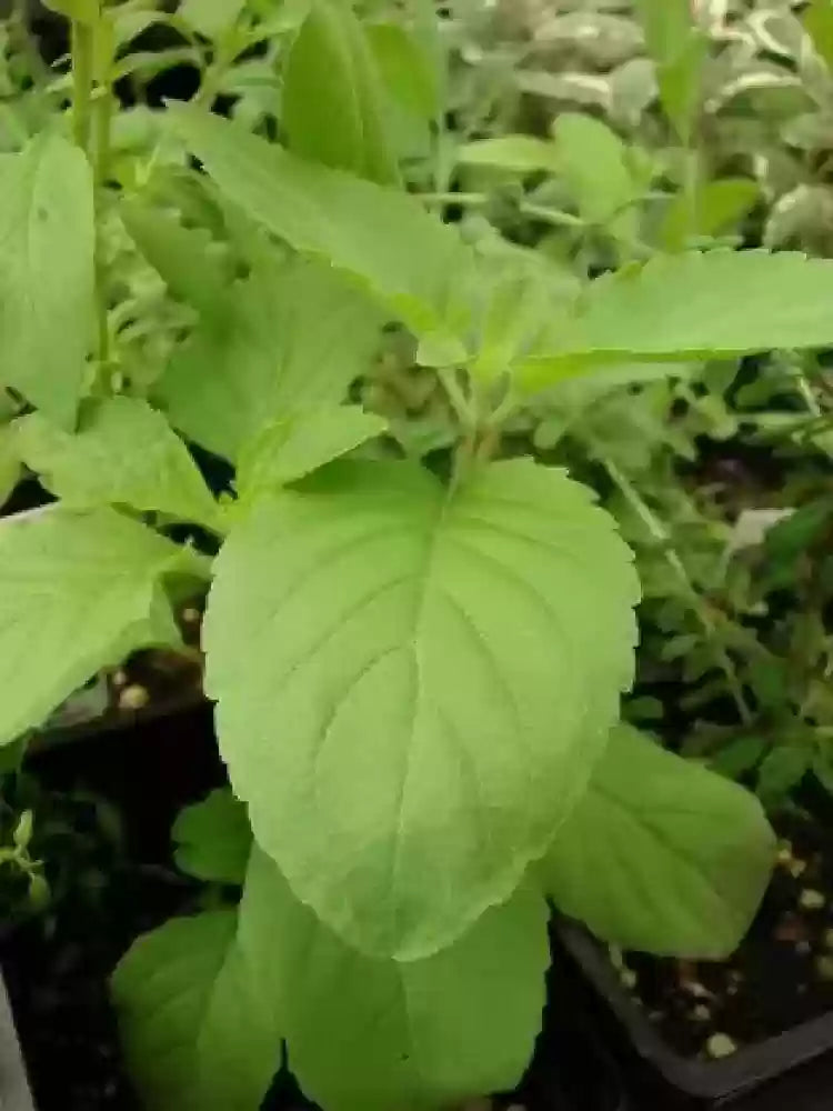 Vana Tulsi Seeds for Planting – Organic Holy Basil | Premium Quality, Aromatic & Medicinal Herb for Garden & Home | Buy Online