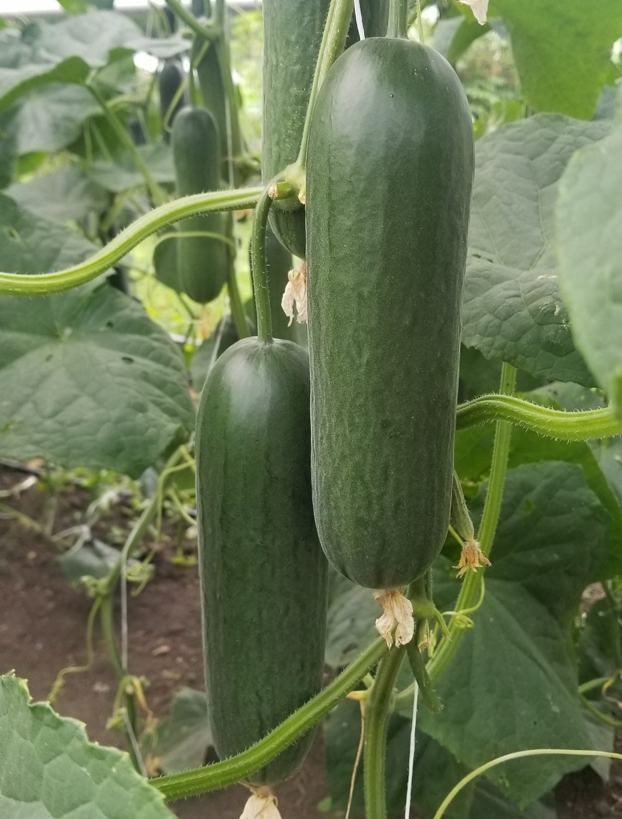 Socrates Cucumber Seeds – High-Yield, Crisp & Sweet Greenhouse Variety