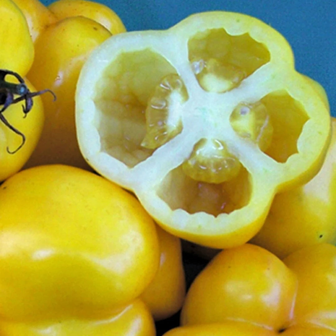 Yellow Stuffer Tomato Seeds – Unique Hollow Heirloom Variety for Stuffing