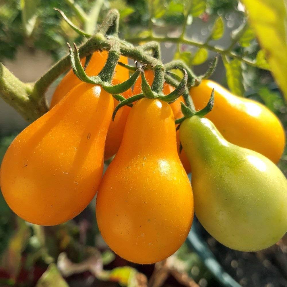 Yellow Pear Tomato Seeds – Heirloom Cherry Tomatoes for Your Garden