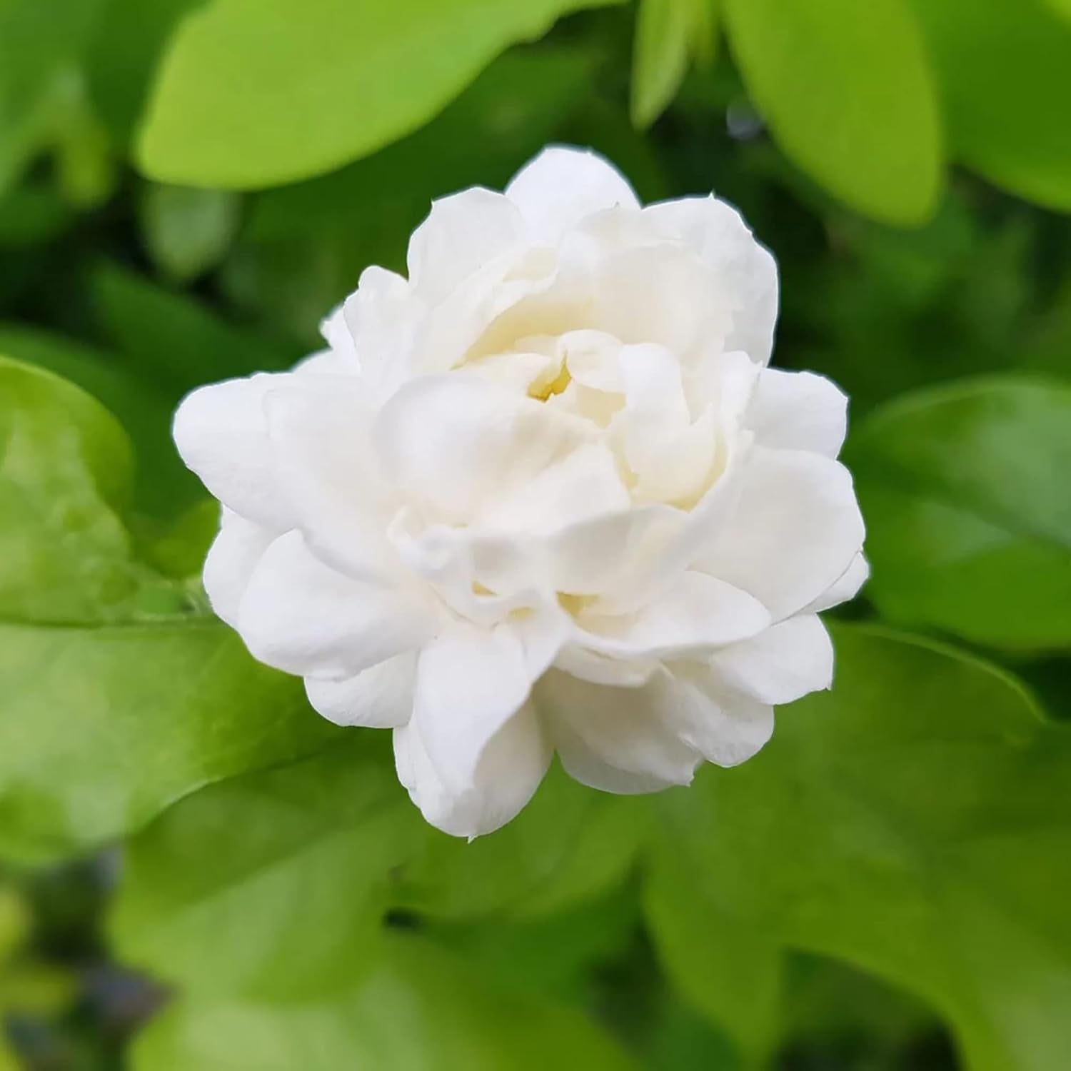 Graines de jasmin d'Arabie à planter - Jasminum Sambac, arbuste grimpant parfumé à feuilles persistantes pour terrasse, jardin et conteneurs