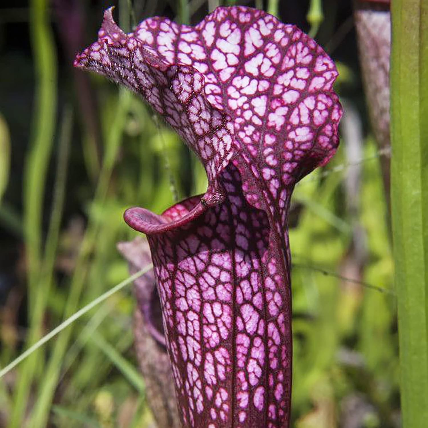 Sarracenia Purpurea Seeds - Purple Pitcher Plant, Unique Pitcher-Shaped Leaves, Attracts Pollinators, Thrives in Nutrient-Poor Wetlands, Garden Outdoor - 25 Pcs