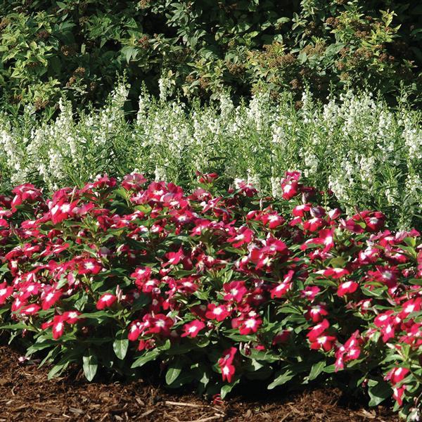 Vinca Pacifica XP Burgunder-Blumensamen, hochwertige, winterharte Einjährige für leuchtende Blüten im Garten