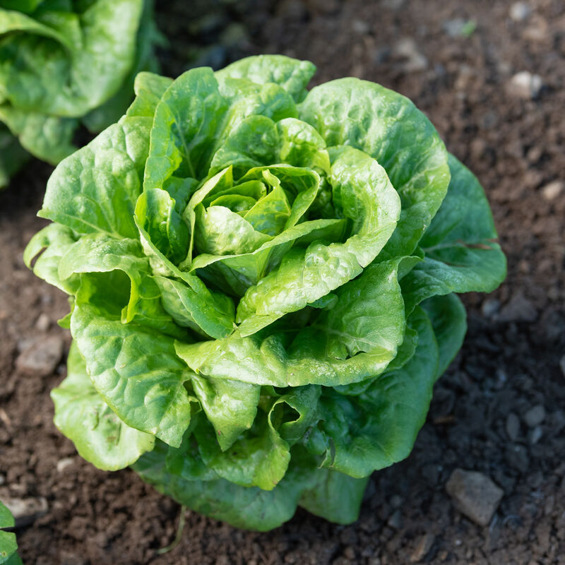 Winter Density Lettuce Seeds – Hardy, Crisp & Compact Romaine for Year-Round Growing