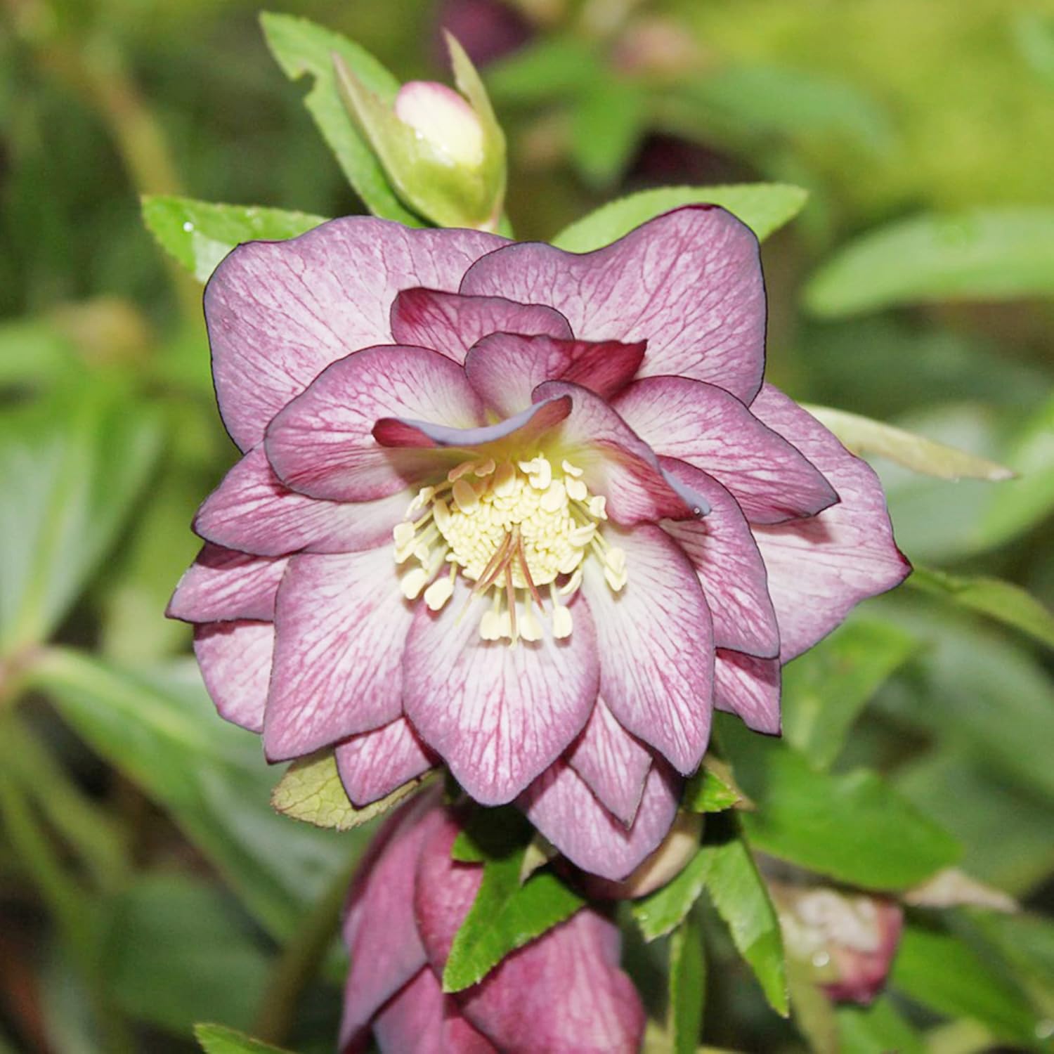 Lenten Rose Seeds Helleborus Perennial - Attracts Pollinators for Shady Borders & Containers - 10 Pieces