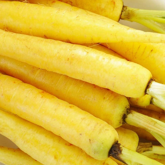 Yellow Sun Carrot Seeds – Heirloom, Sweet & Nutritious