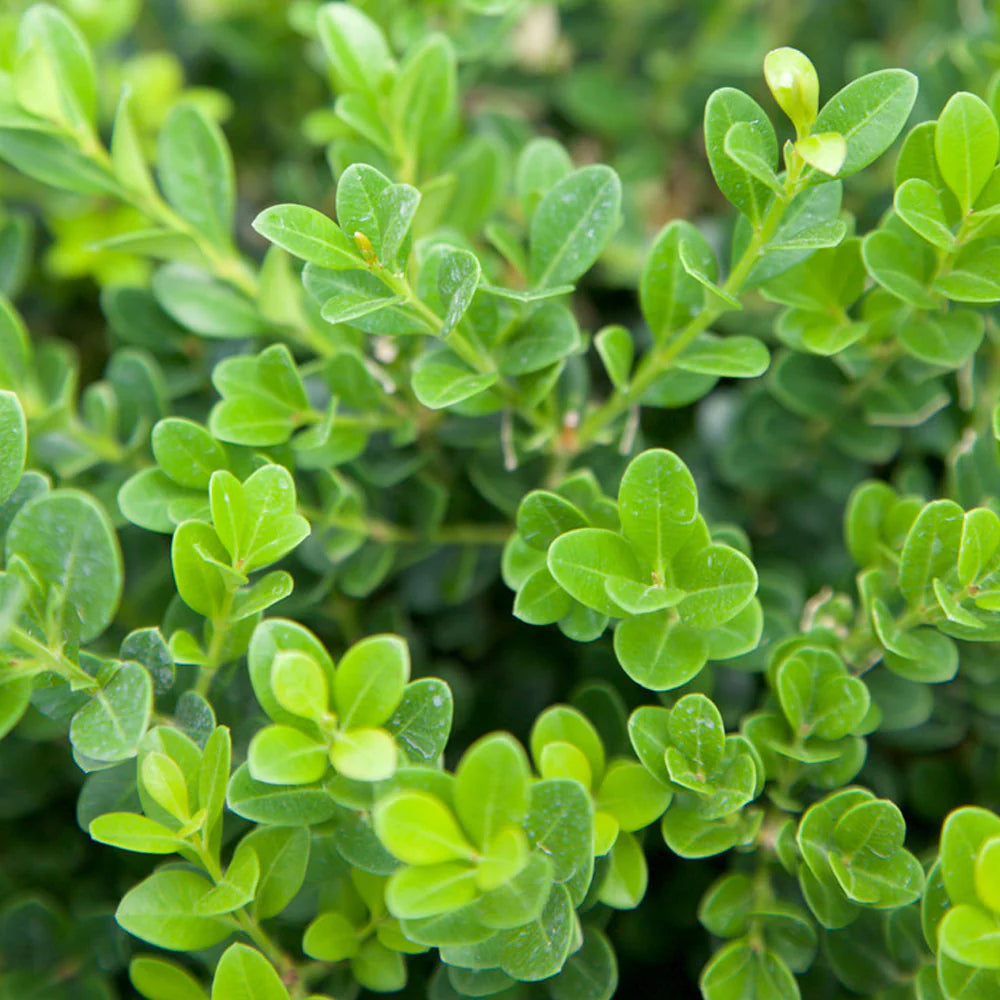 Wintergrüne japanische Buchsbaum-Heckensamen (Buxus microphylla)