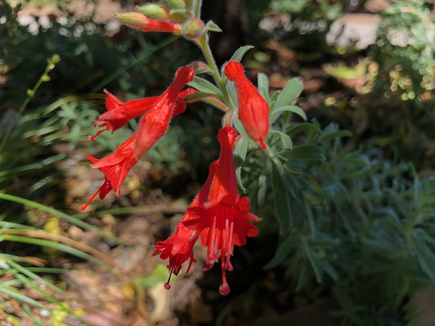 California Fuchsia Epilobium Canum - 30 Seeds