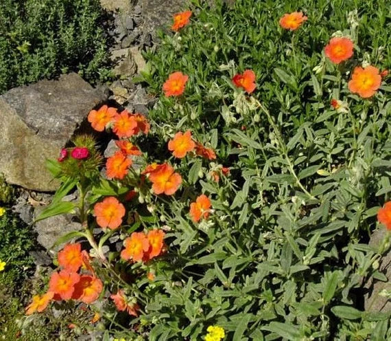 Orange Creeping Thyme Seeds - Non-GMO Perennial Fragrant, Low Maintenance Ground Cover (100 Pcs)