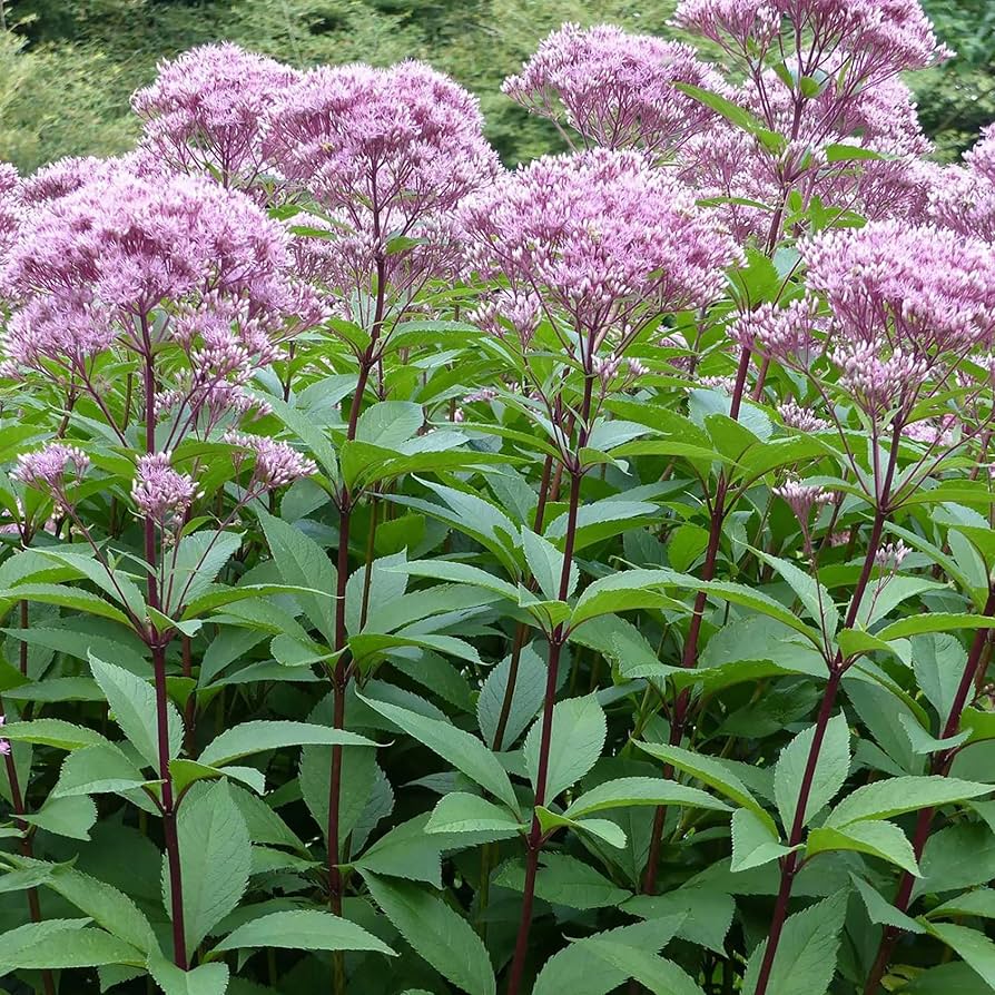 Mixed Colors Joe Pye Weed (Eupatorium Maculatum) Flower Seeds - 50 Pieces