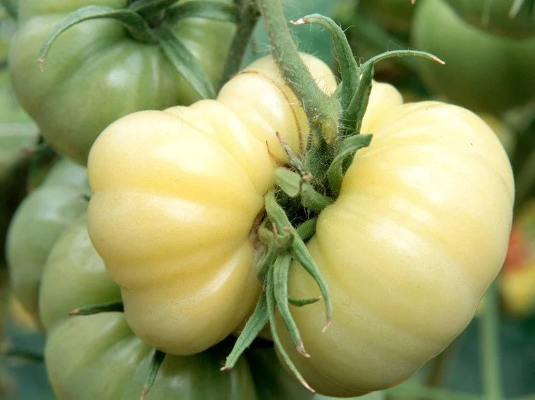 White Wonder Tomato Seeds – Heirloom, Sweet & Juicy - Grow Your Own Tomatoes