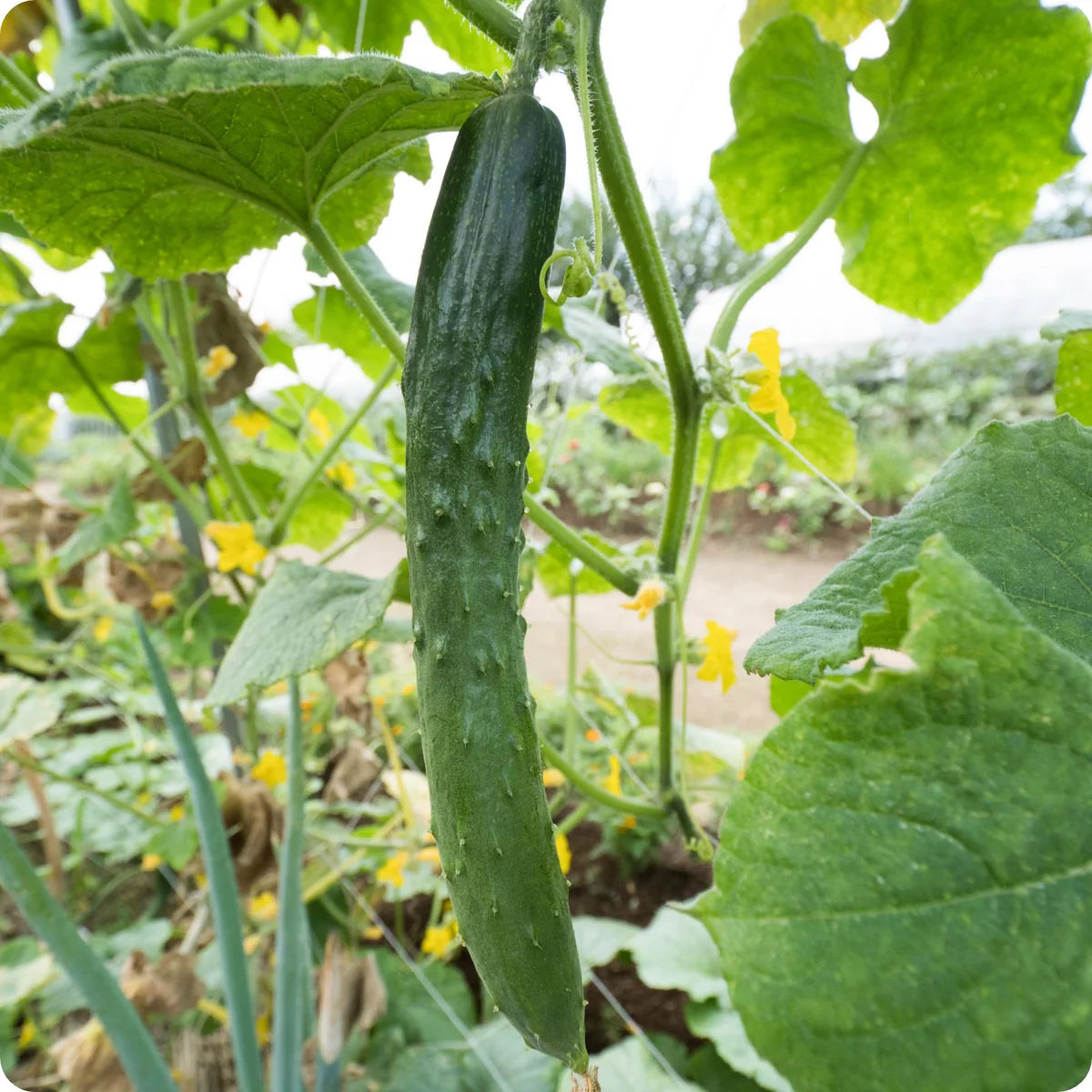 Suyo Long Cucumber Seeds – Heirloom, Burpless & Crisp - High-Yield & Easy to Grow