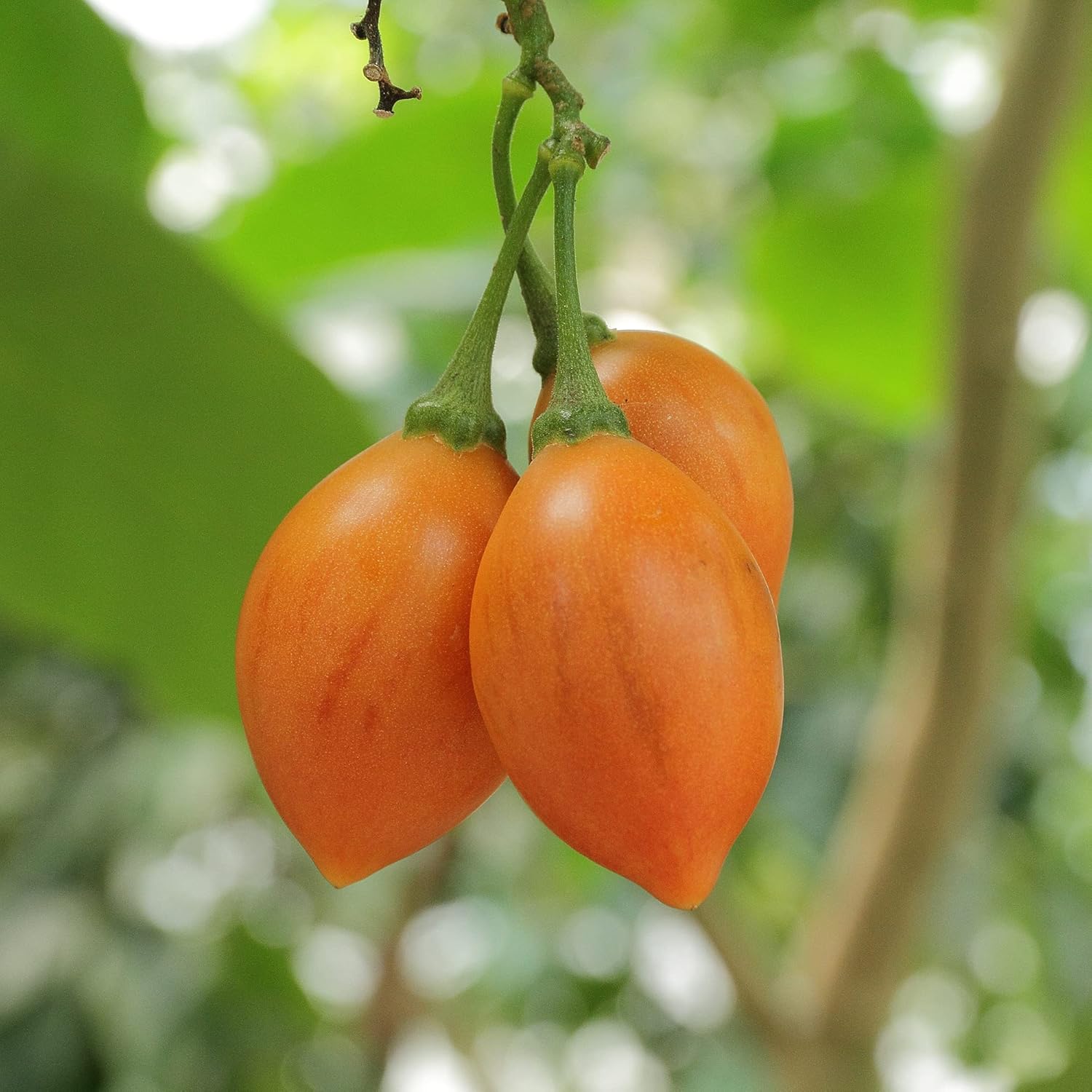 Solanum Betaceum Seeds (Tree Tomato, Tamarillo) - Perennial Herbaceous Shrub, Self-Pollinating, Outdoor Patio Fruit & Berries - 10 Pieces