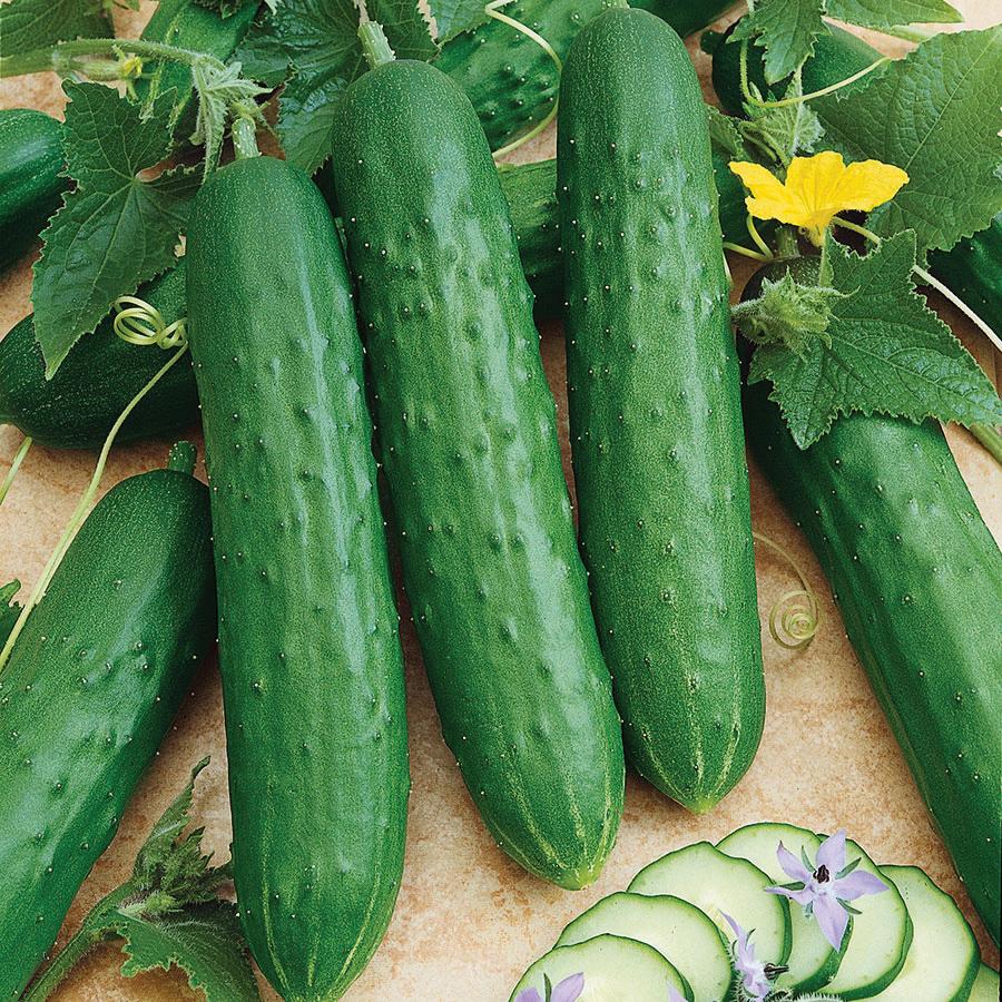 Spacemaster 80 Cucumber Seeds – Compact, High-Yield, Heirloom Variety