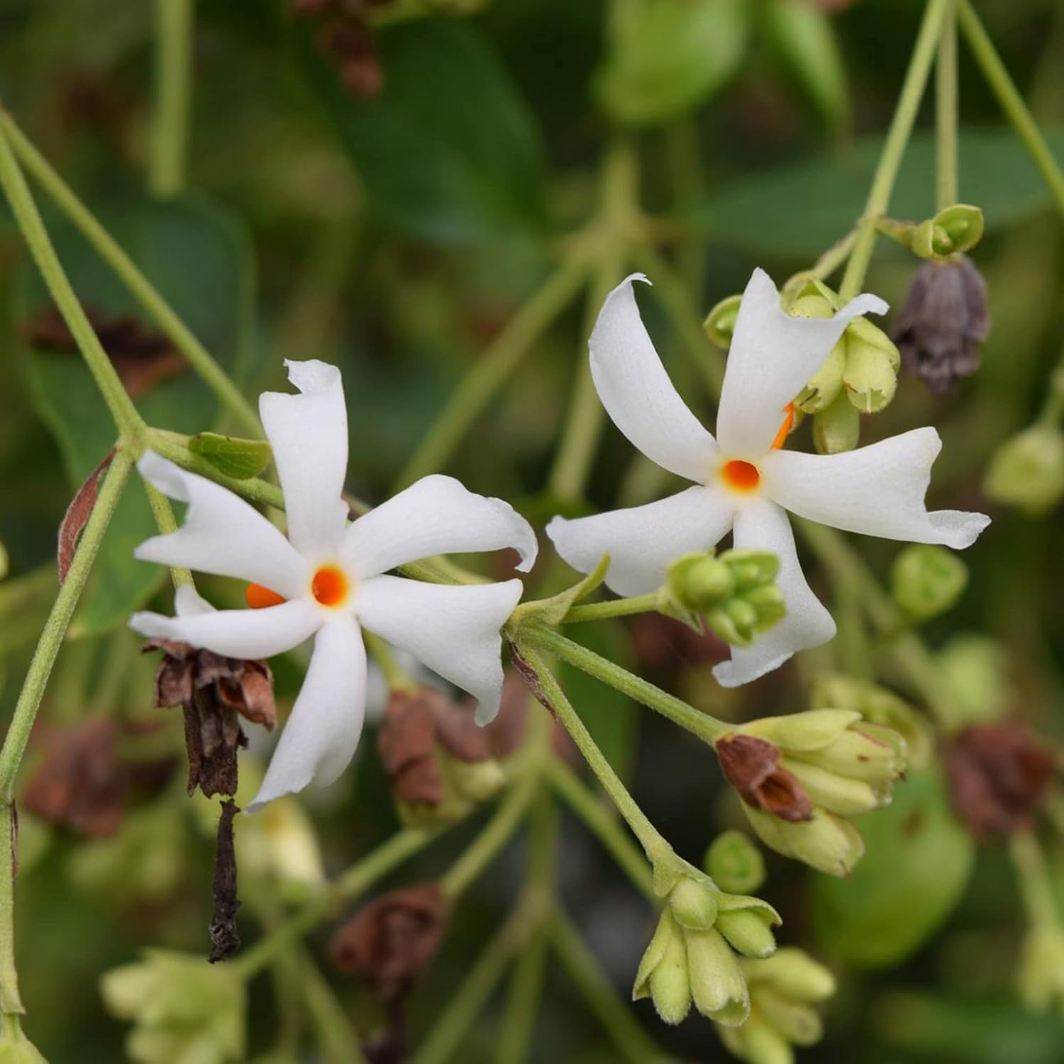 Night-Flowering Jasmine Seeds for Planting Nyctanthes Arbor-Tristis - Fragrant, Health Benefits, Showy Ornamental for Patio & Borders - 100 Pcs