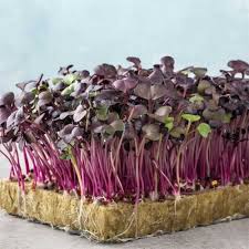 Radish Sango Red Microgreen Seeds - Vibrant and Nutritious Additions to Your Microgreen Garden