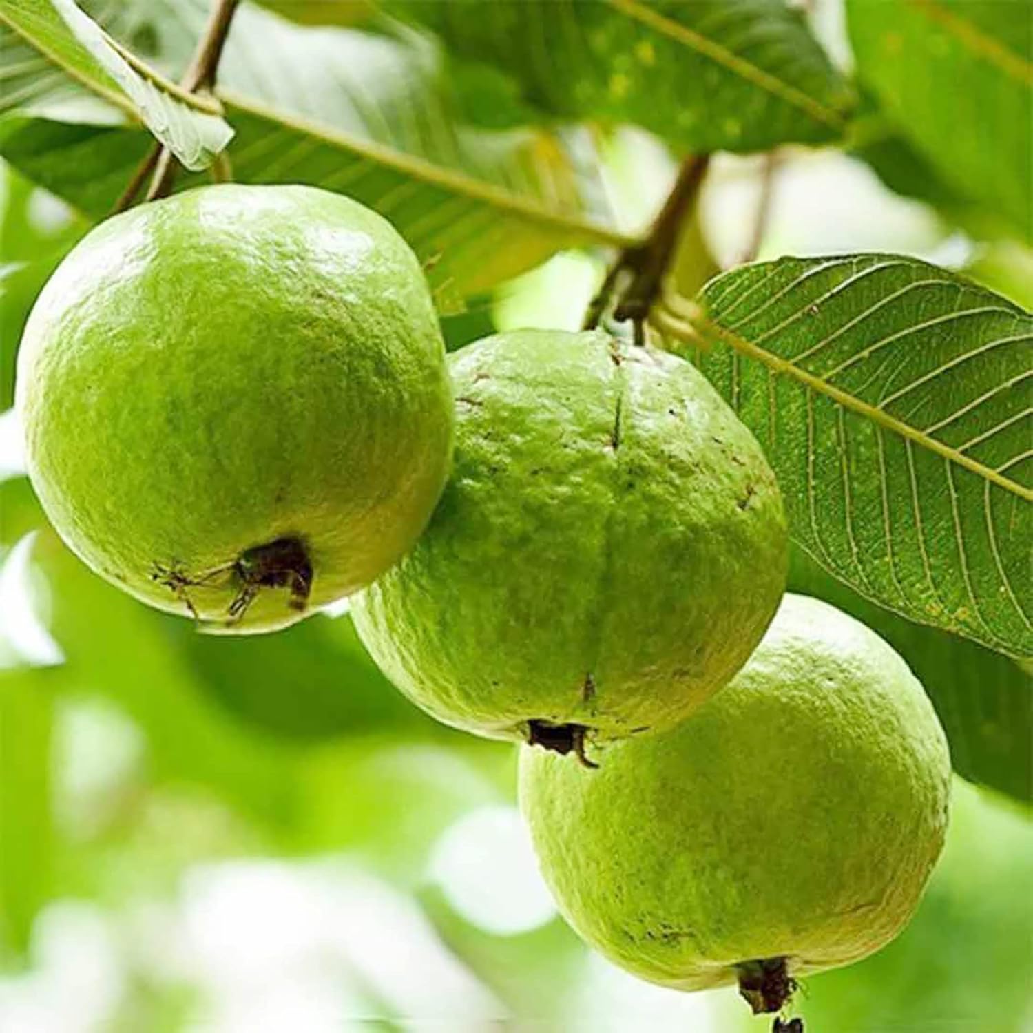 Guavensamen - Rote Psidium Guajava, süß duftende tropische Fruchtsamen, mehrjährig - 50 Stück